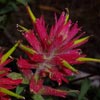 Great Red Paintbrush