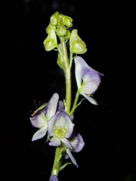 Monkshood Flower Closeup