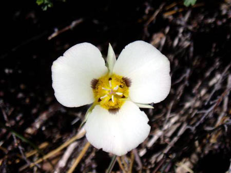 Single Mariposa Lily
