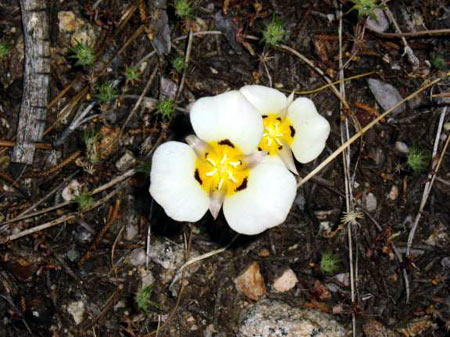Two Mariposa Lily